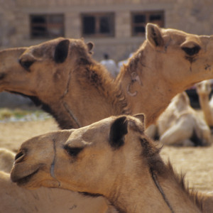 Camel Market in Egypt