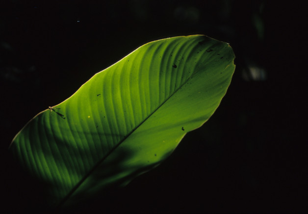 Jungle Leaf on the Gibbon Experience