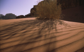Desert Growth