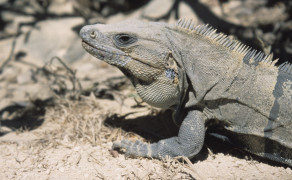 Tulum Iguana