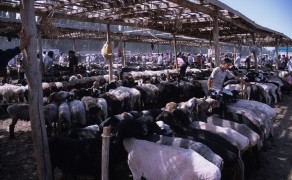 Livestock Market in Kashgar