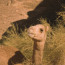 Camel in Wadi Rum