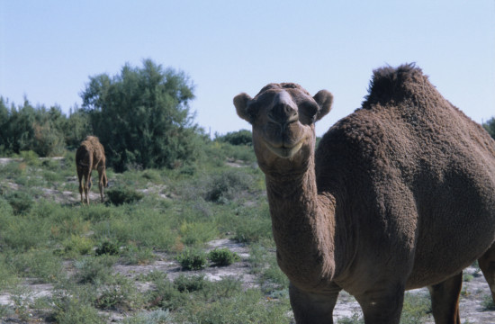 Turkmen Camel