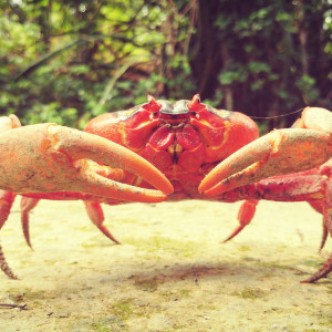 Red Crab on Guard
