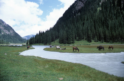 Horses Grazing in Karakol Valley