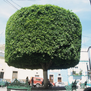 Park Tree in Guanajuato