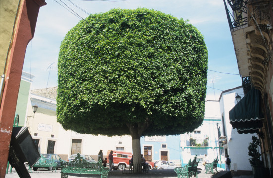 Park Tree in Guanajuato