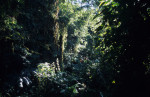 Jungle View on El Chorro Inca Trail