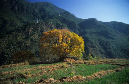 Golden Tree on Tiger Leaping Gorge