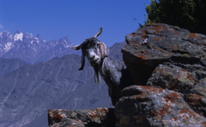 Mountain Goat in Pakistan