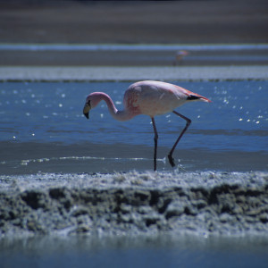 Pink Flamingo on the Salar de Uyuni