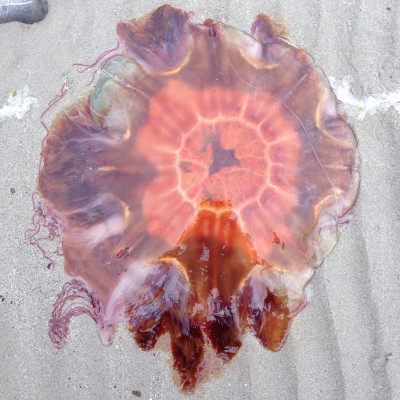 Mamma Jellyfish