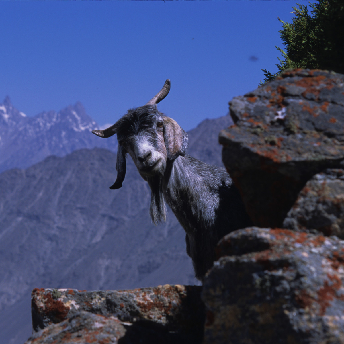 Mountain Goat in Pakistan - David McNamara