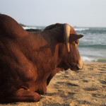 Sacred Cow in Goa