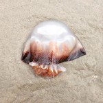 Kiwi Jellyfish