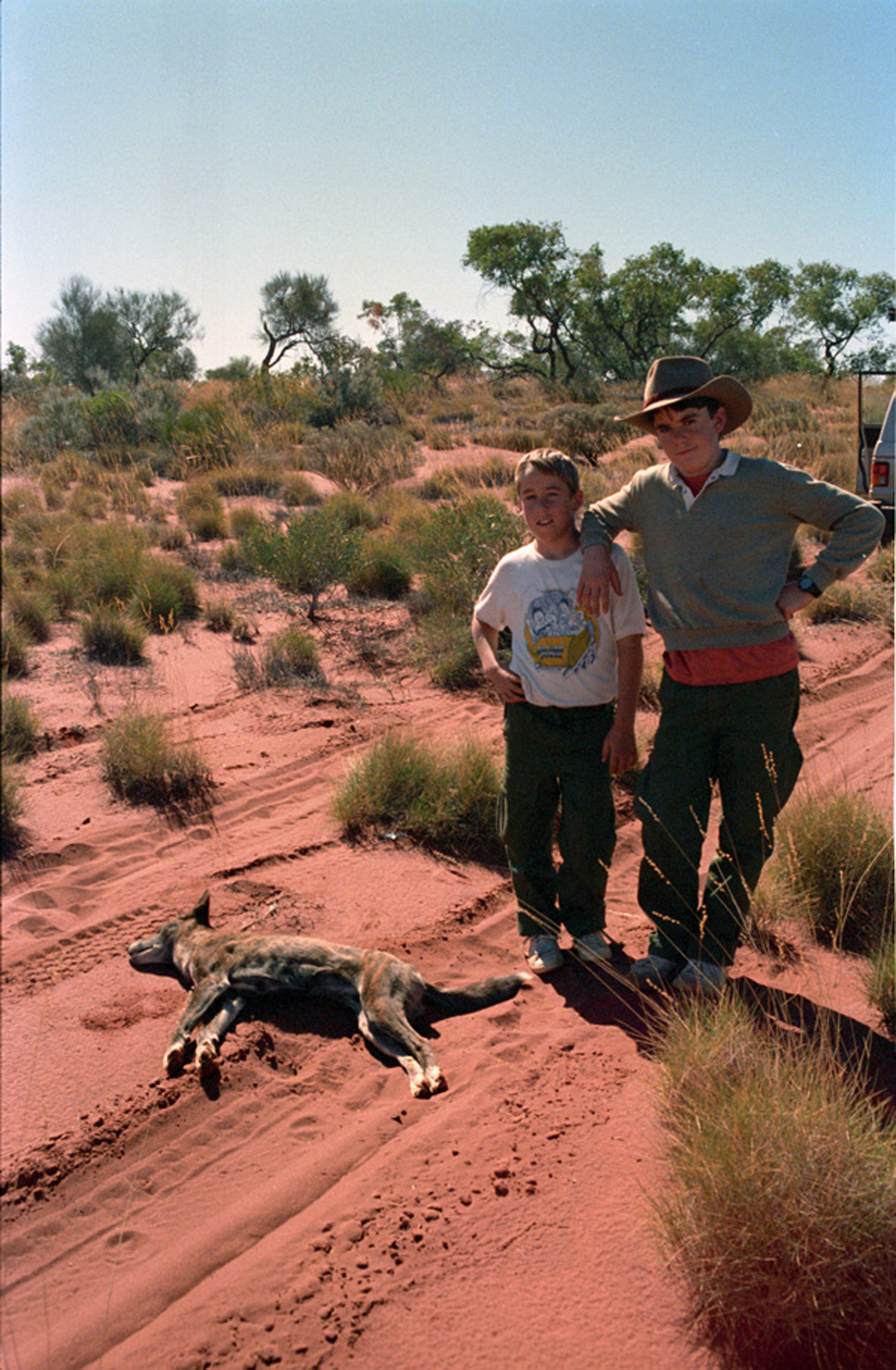 We didn't actually kill this dingo