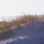 Curonian Spit Sand Dune