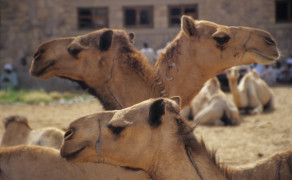 Camel Market in Egypt