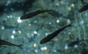 Fish at Plitvice Lakes