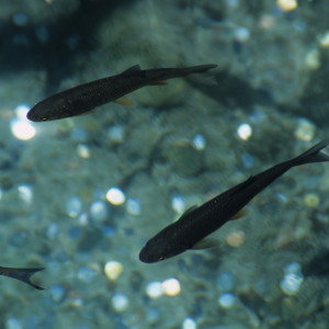 Fish at Plitvice Lakes