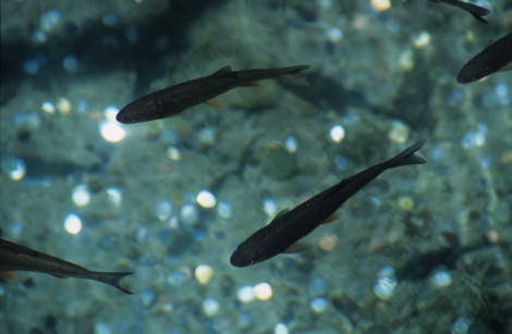 Fish at Plitvice Lakes