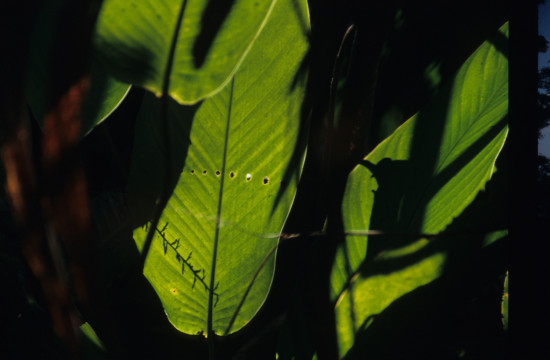 Caterpillar Leaf
