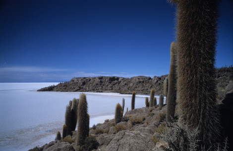 Pretty Prickly on the Salar de Uyuni