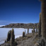 Pretty Prickly on the Salar de Uyuni