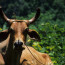 Cow in Viñales