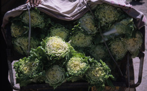 Cabbage for Sale