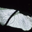 Leaf in San Agustin