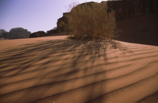 Desert Growth