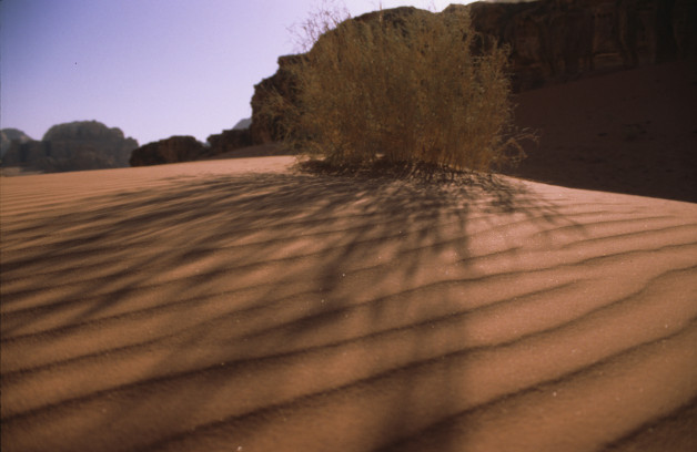 Desert Growth at Wadi Rum