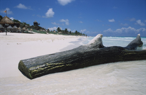 Driftwood at Tulum