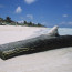 Driftwood at Tulum