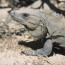 Tulum Iguana