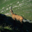 Chamois on the Bucegi Mountains