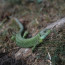 Lizard at Lake Bled