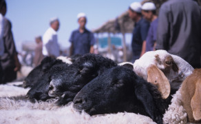 Sheep Market in Kashgar