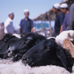 Sheep Market in Kashgar