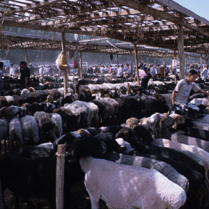Livestock Market in Kashgar