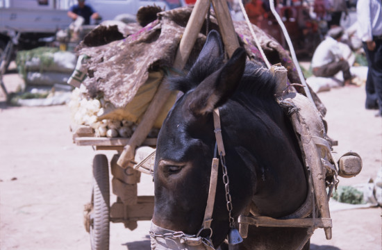 Pack Donkey at Kashgar Markets
