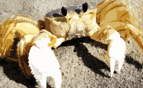 Anarchist Crab & Bipolar Jellyfish