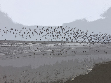 Sanderlings take flight over Sullivan's Island