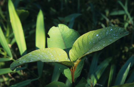 Morning Dew