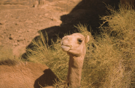 Camel in Wadi Rum
