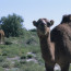 Turkmen Camel