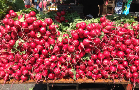 New York Radishes