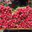 New York Radishes