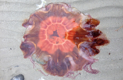 Irish Sea Jellyfish